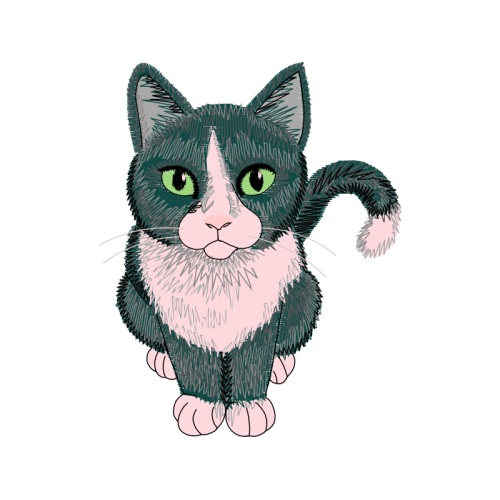 American Wirehair Animals American Wirehair Animals