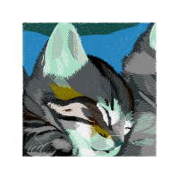 American Wirehair Animals American Wirehair Animals