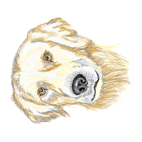 Anatolian Shepherd Dog Animals