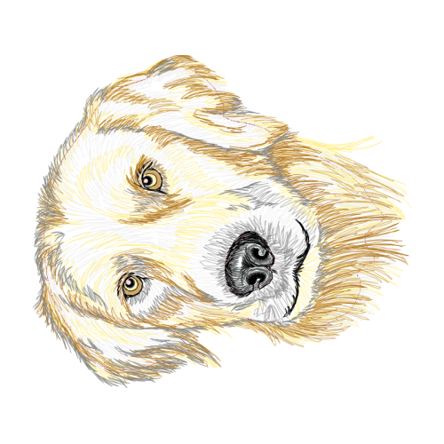 Anatolian Shepherd Dog Animals Anatolian Shepherd Dog Animals