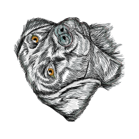 Art Animals Art Animals