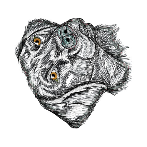 Art Animals Art Animals