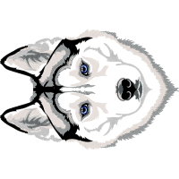 Art Animals Art Animals