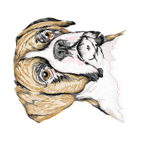 Art Animals Art Animals