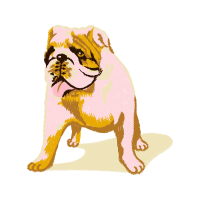 Australian Bulldog Animals