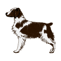 Australian Shepherd Animals
