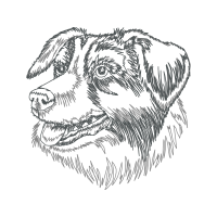 Australian Shepherd Animals