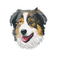 Australian Shepherd Animals