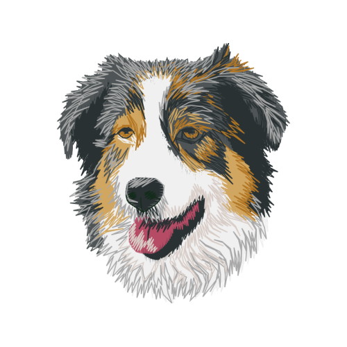 Australian Shepherd Animals Australian Shepherd Animals