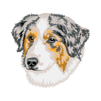 Australian Shepherd Animals
