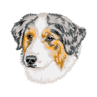 Australian Shepherd Animals