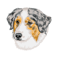 Australian Shepherd Animals