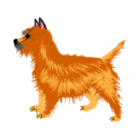 Australian Terrier Animals