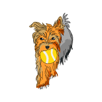 Australian Terrier Animals