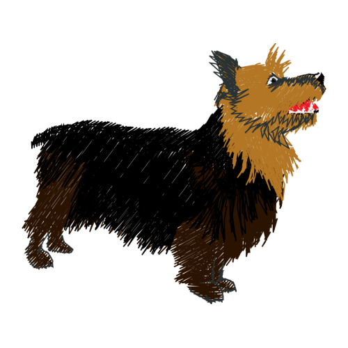 Australian Terrier Animals Australian Terrier Animals