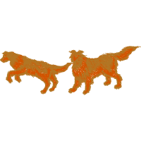 Bactrian Camel Animals