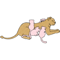 Balinese Cat Animals