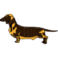 Basset Hound Animals