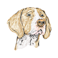 Basset Hound Animals