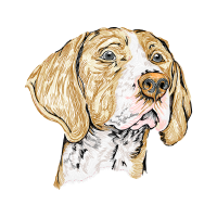 Basset Hound Animals