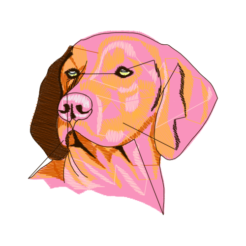 Basset Hound Animals Basset Hound Animals