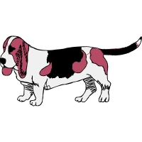 Basset Hound Animals