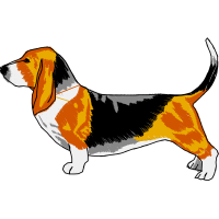 Basset Hound Animals