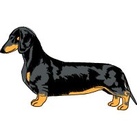 Basset Hound Animals