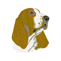 Basset Hound Animals