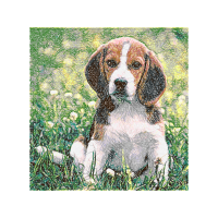 Beagle Animals
