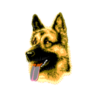 Belgian Shepherd Animals