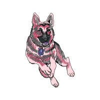 Belgian Shepherd Animals