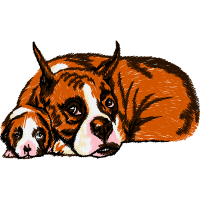 Bengal Tiger Animals