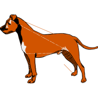 Bengal Tiger Animals