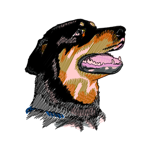 Bernese Mountain Dog Animals Bernese Mountain Dog Animals