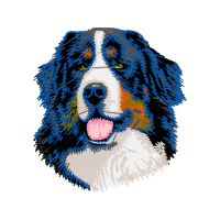 Bernese Mountain Dog Animals