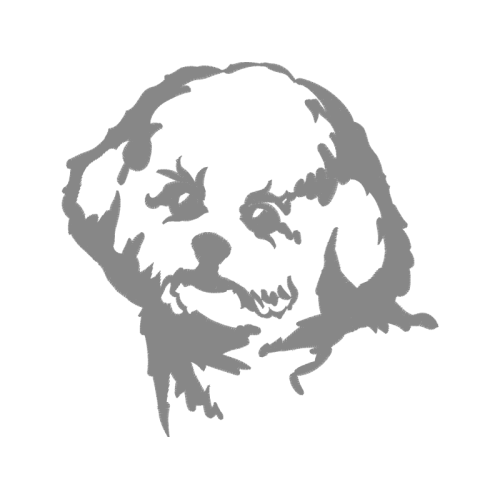 Bichon Fris Animals Bichon Fris Animals