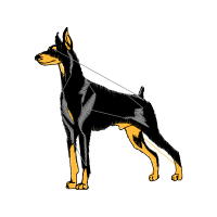 Black And Tan Terrier Animals