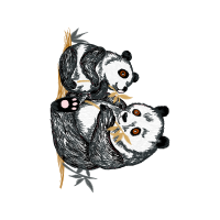 Black Footed Ferret Animals