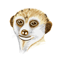 Black Footed Ferret Animals