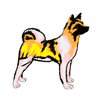 Black Norwegian Elkhound Animals