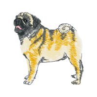 Black Norwegian Elkhound Animals