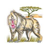 Black Norwegian Elkhound Animals