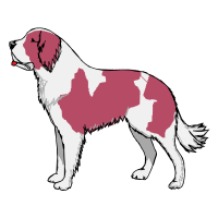 Border Collie Animals