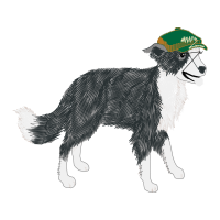 Border Collie Animals