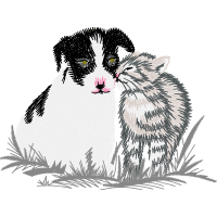 Border Collie Animals