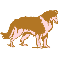 Border Collie Animals