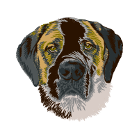 Border Terrier Animals