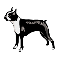 Boston Terrier Animals