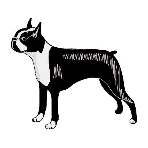 Boston Terrier Animals Boston Terrier Animals